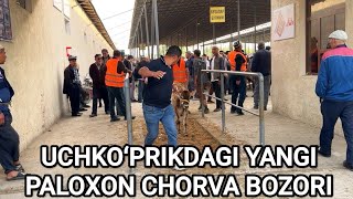PALOXON MOL BOZORI SOTILGAN VA QAYTGAN JOYLARIDAN.