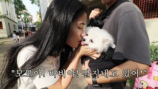 강아지 유치원에 가게되서 세상 행복한 개린이 모모와 바비! 엄마아빠 잘 다녀올게!