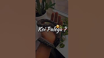 Koi Palega arif saifi shayari whatsapp status l #shorts #shortvideo ZAD KIG 85