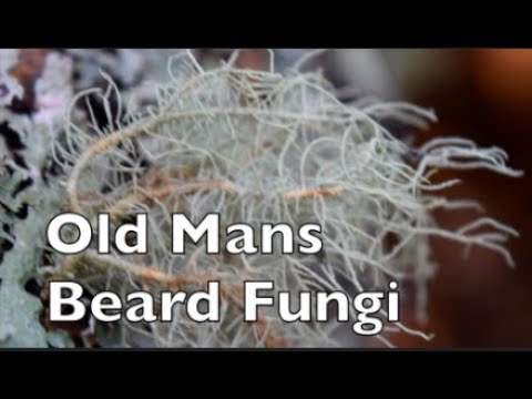 Medicinal Usnea Tinture/Old Mans Beard Fungi