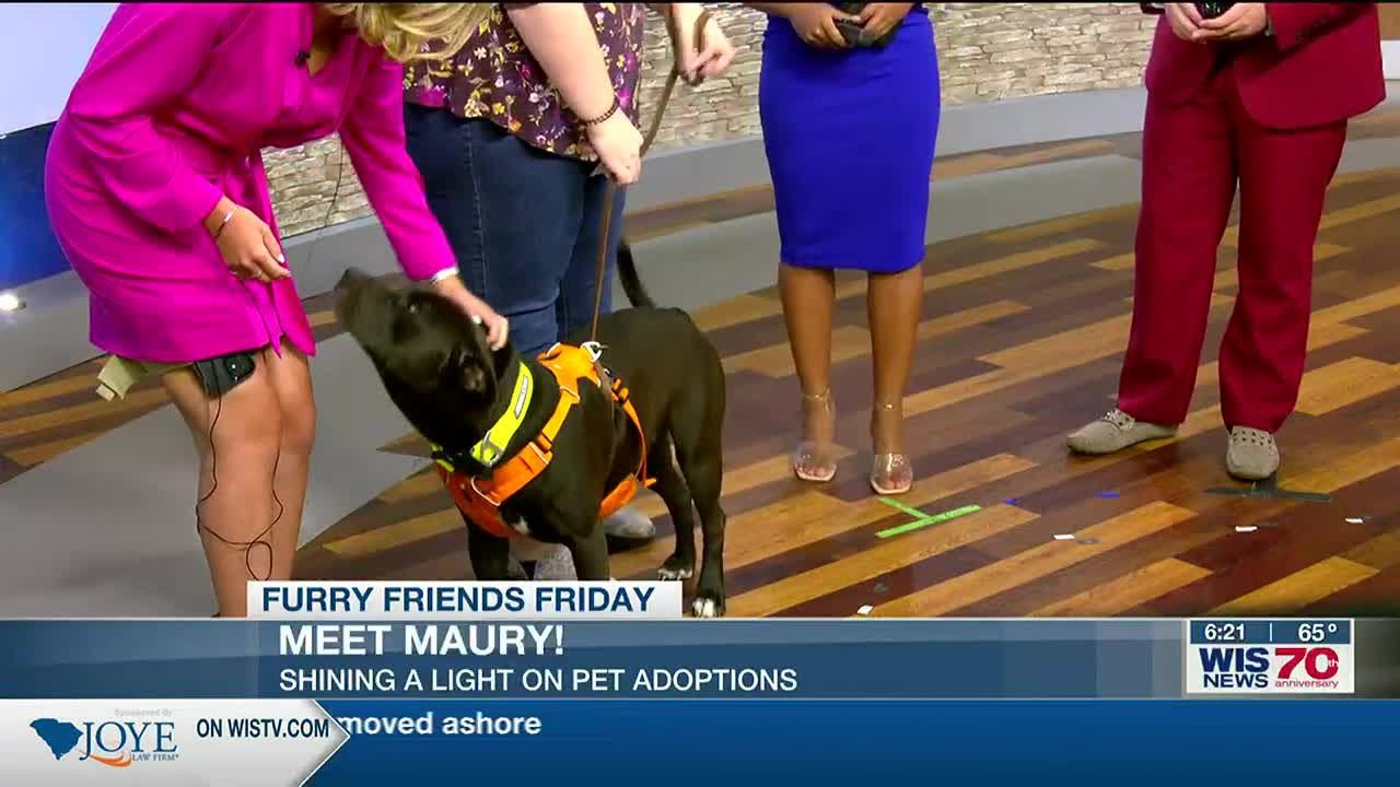 Furry Friend Friday: Maury - YouTube