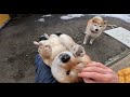 飛び乗ってくるメンテ柴