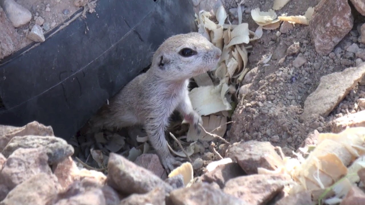 Sapphire, the Desert Squirrel Rescue Part 23 by Reptile Rescue Las