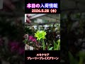 【2026.5.28】エキナセア プレーリーブレイズグリーン【入荷情報切り抜き】 #ガーデニング #園芸 #花のある暮らし