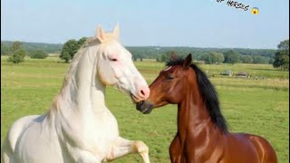 UNBELIEVABLE! Faateh Crosses the Ring to Fight Panda Horse at Uswa Running Farm🐎🐎