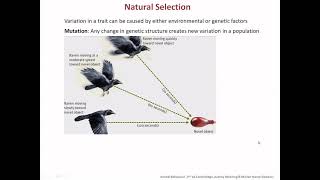 The Evolution of Behavior