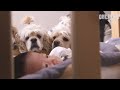 개나 고양이를 키운다면 꼭 봐야될 영상 4 l The Most Important Thing For Babies And Dogs To Live Together Is..