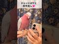 ビックリ！チャットGPTと会話するオウム【おしゃべりモモイロインコの春ちゃん】