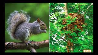 Animals of the Temperate Deciduous Forest Habitat