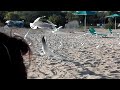Борба за парченца хляб 