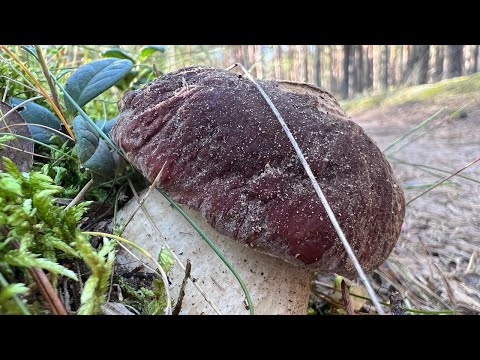 ВОШЁЛ В ЛЕС и БЫЛ В ШОКЕ! ВЕЗДЕ СТОЯТ ГРИБЫ!