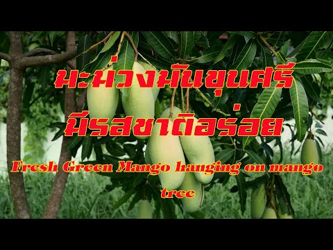 มะม่วงมันขุนศรี มีรสชาติอร่อย Fresh Green Mango hanging on mango tree (Delicious )