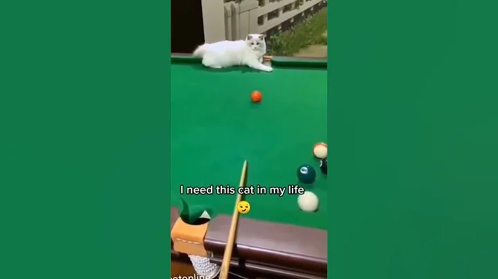 Video 11747541: cat cutecat funnycats, cat funnycats cute, cat cutecat funny, cute cats best funny