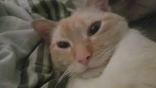 Ace upclose 👁 Red Siamese Cat - flame point siamese