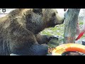 Как у медведя Мансура похитили завтрак🐻🌰