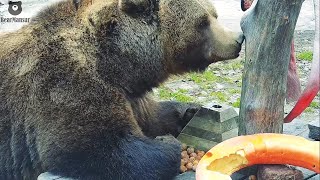 Как у медведя Мансура похитили завтрак🐻🌰
