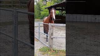 Thoroughbred Horse On Farm, Part 1