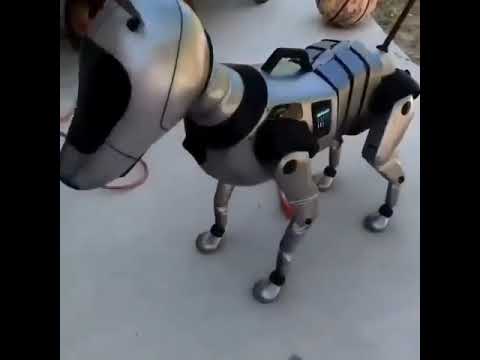 Video: Berapa Aibo si robot anjing?