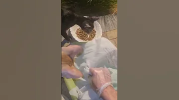 لقمة حب في قلوب جائعة Cat Viralvideo Viral Shorts 