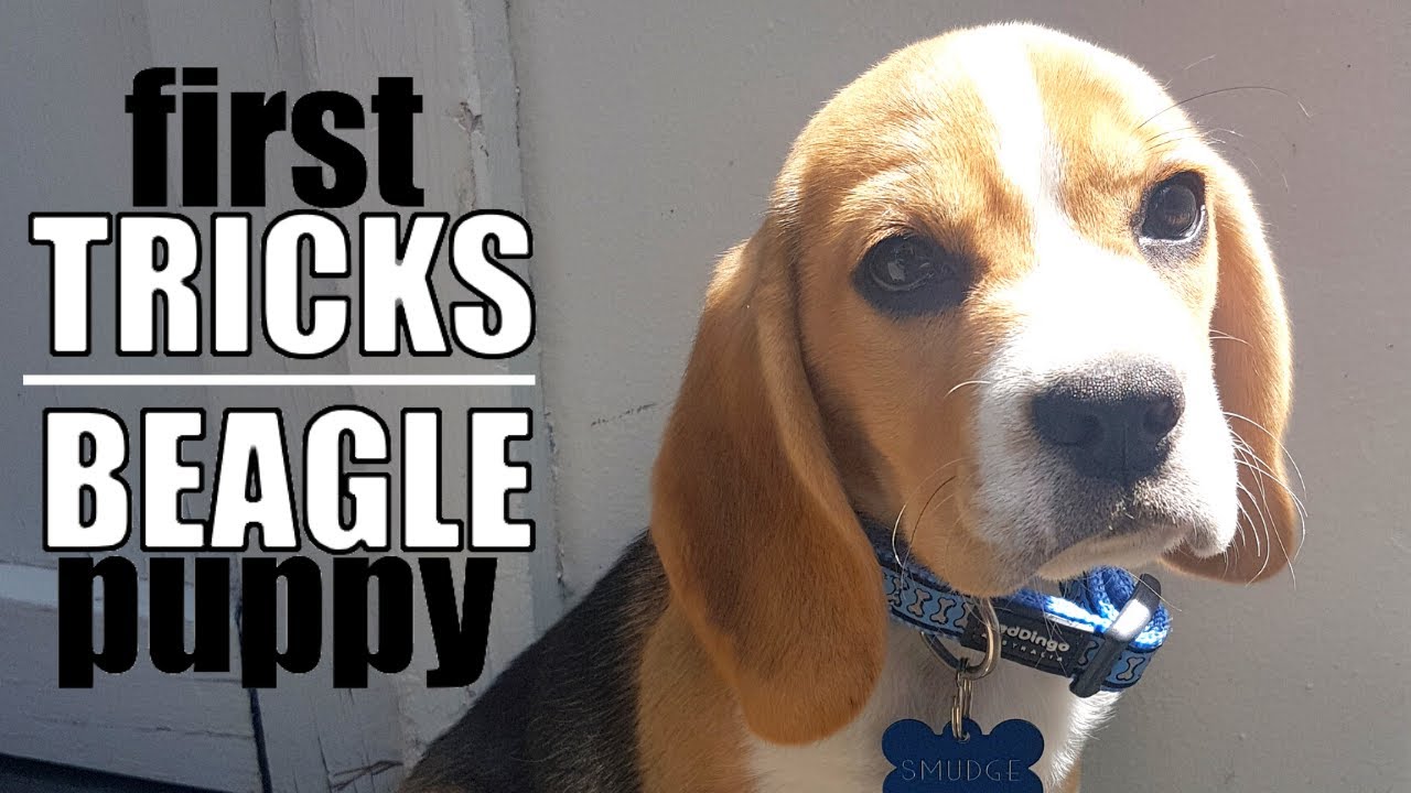 8 Tricks to Teach your Beagle Puppy First YouTube