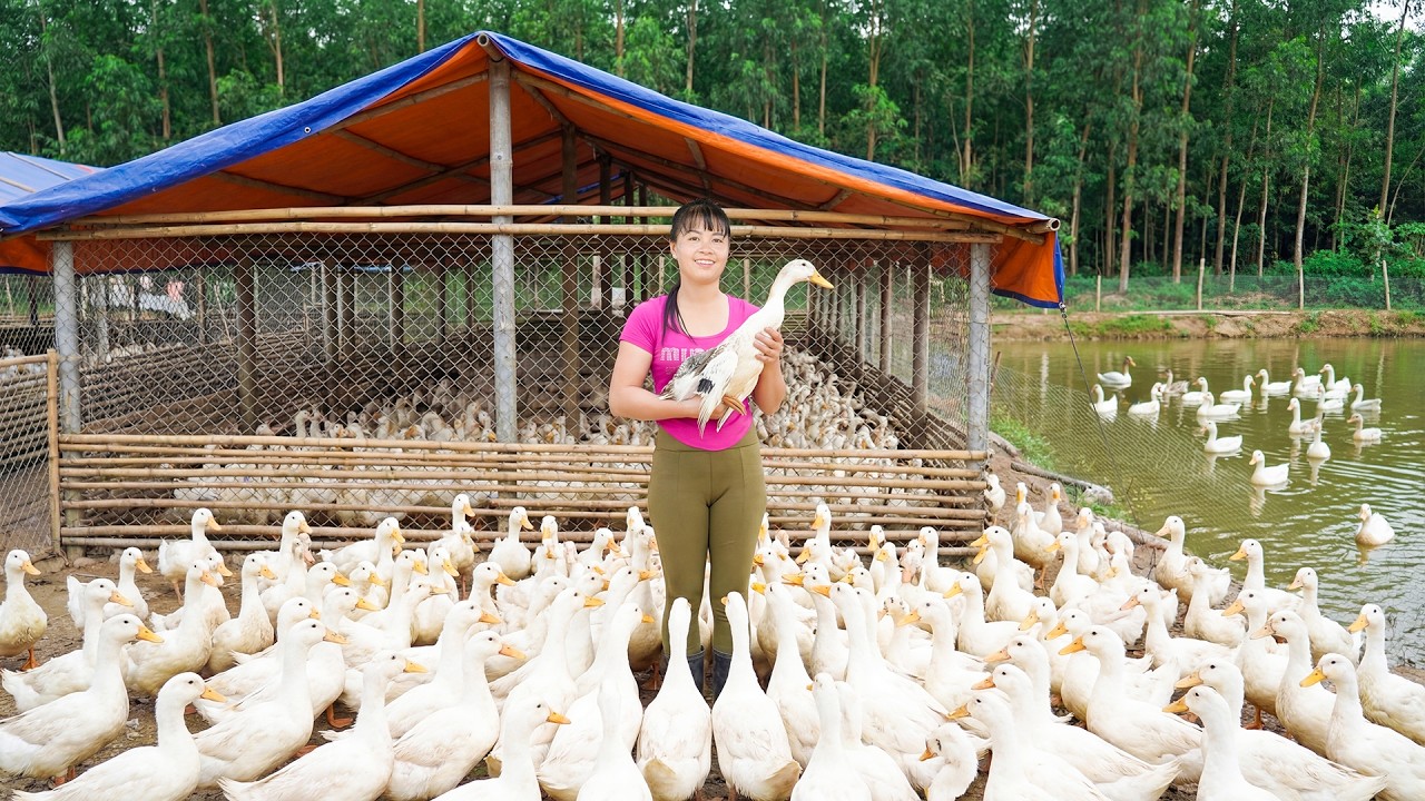 Harvesting 100 Ducks Go To Market Sell - Repair Ducks Farm & Buy Ducklings To Raise