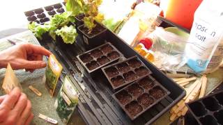 For New Gardeners: How to Seed Start Lettuce, Arugula, Corn Salad Indoors: Greens! - MFG 2014