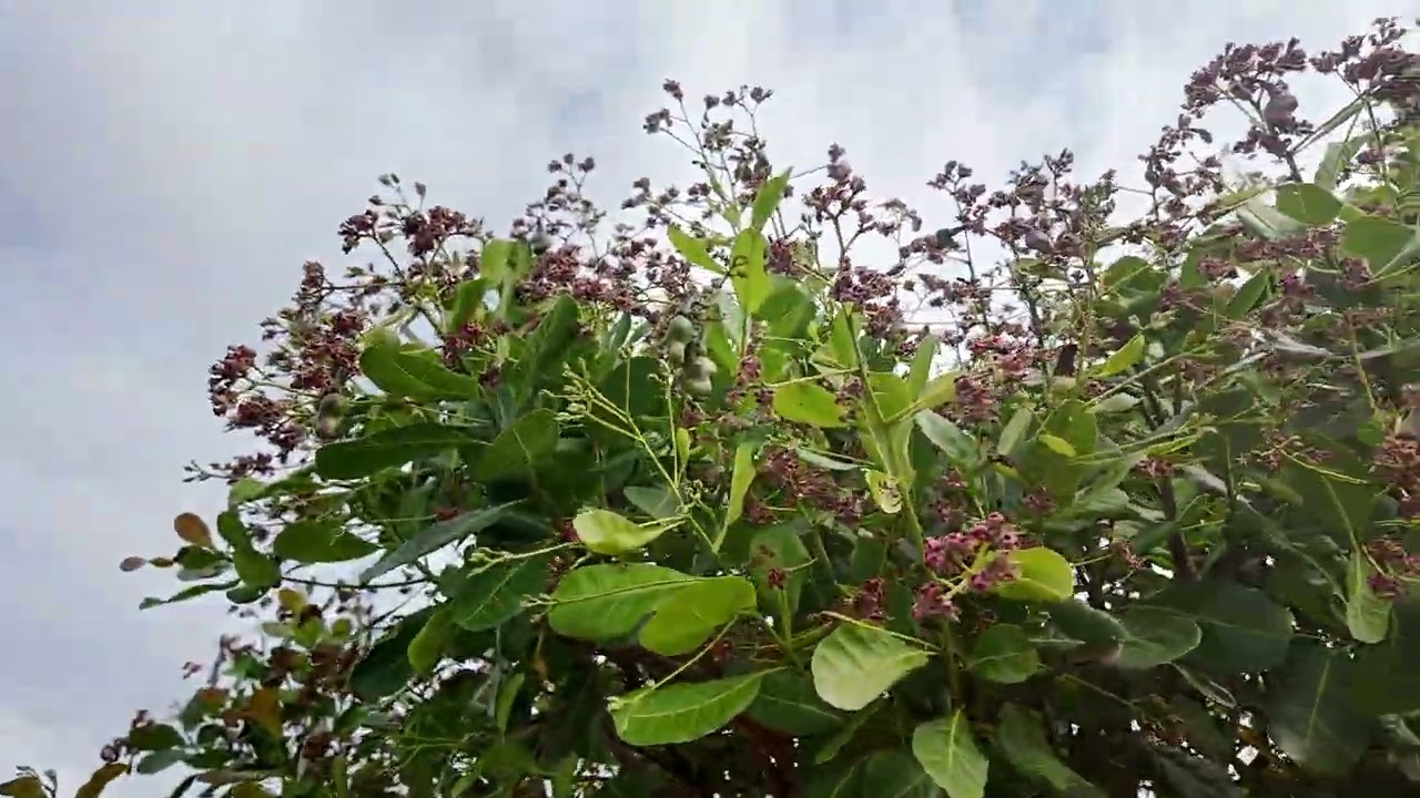 Sang nhượng 11ha đất trống và điều 1tỷ 100tr ai thiện trí LH 0941724313(0977669965)