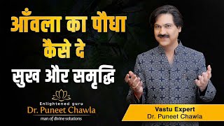 आंवले का पौधा लाए घर में सुख और समृद्धि | Vastu Tips For Amla Tree | Dr Puneet Chawla