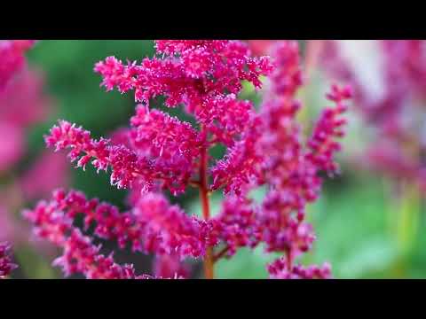 ვიდეო: ასტილბა ყვავის მთელი ზაფხული - შეიტყვეთ ასტილბის მცენარის აყვავების დროის შესახებ