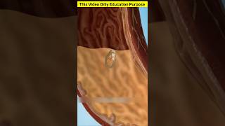 What happens if you swallow seed 😱 facts #amazingfacts #mindblowing #didyouknow