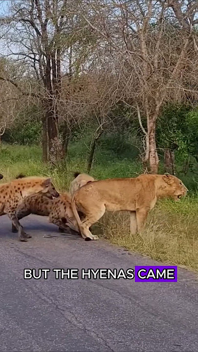 Lion pride vs hyena clan #animals #wildlife #fyp