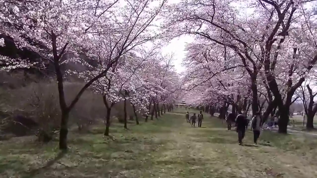 Cherry Blossoms Festival at Mt.Akagi Maebashi Gunma Japan
