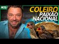 COLEIRO OU PAPA-CAPIM O PÁSSARO MAIS AMADO DO BRASIL? | RICHARD RASMUSSEN