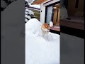 雪が降って犬は喜び庭かけまわる!そんな楽しいニャン?