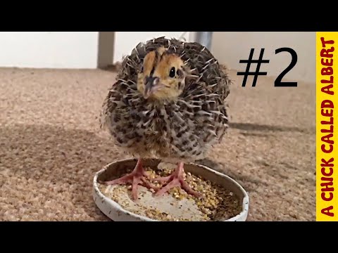 A giant leap - Pet Quail Alberts first flight