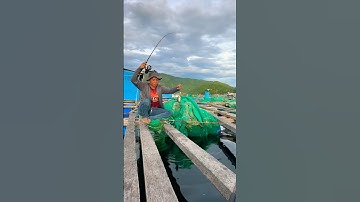 Câu Cá Giò Bằng Cần Ikada - Vũng Rô | Đam Mê Câu Kéo - Dương 91