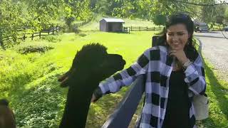 Download Lagu Alpaca Spits in Smiling Woman's Face - 985816 MP3 Download Lagu Alpaca Spits in Smiling Woman's Face - 985816 MP3