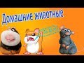 ХОМКИ. ДОМАШНИЕ ЖИВОТНЫЕ. СОДЕРЖАНИЕ И УХОД.