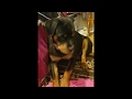 Rottweiler Puppy Temper Tantrum!!!