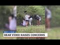 Group caught on camera removing bear cubs from tree in order to take selfies