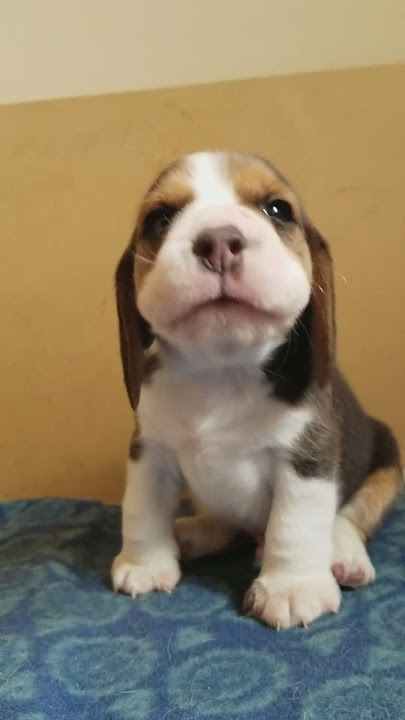 Adorable Baby Beagle Has So Much to Say || ViralHog