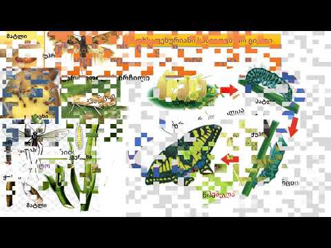 მწერების სასიცოცხლო ციკლი