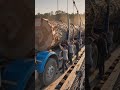 Moving a Giant Tree Across a Suspension Bridge #truck #heavycivil #shorts #viral