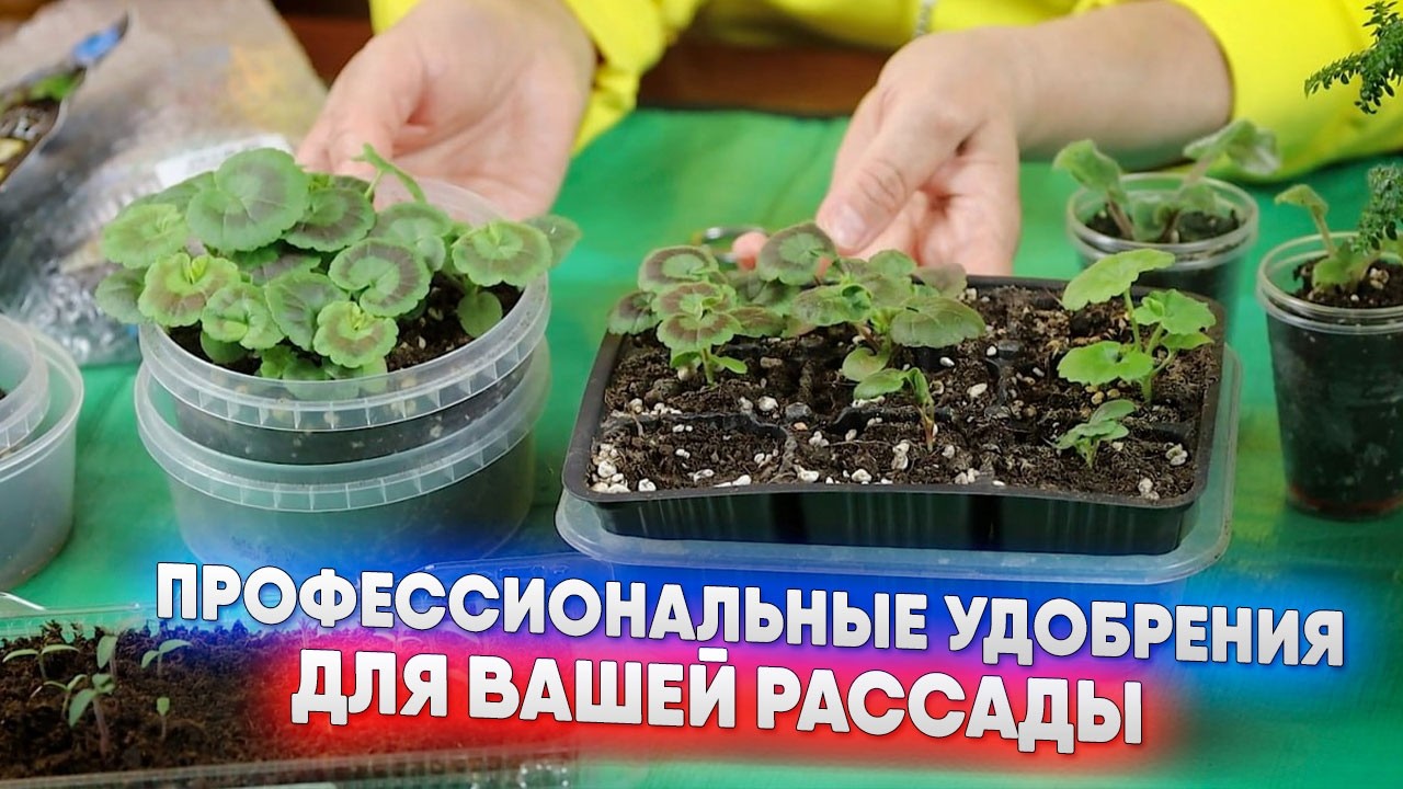 Профессиональные удобрения для вашей рассады