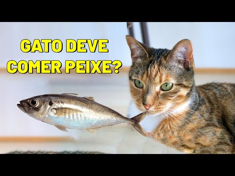 Vídeo: Por que gato come peixe?