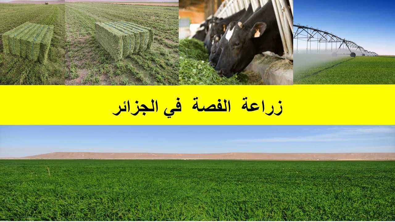 Production de la Luzerne en Algérie - Exploitation Agricole SAHRAOUI