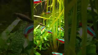 Красный неон. Почему так назван и откуда эта рыбка родом?#shorts#neon#fish#aquarium