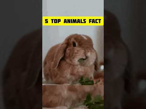 Top amazing facts😱|| top facts about animals 😮|| sp fact girl🍂|| #shorts #facts #animals