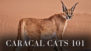 Caracal Cats 101 - Fun Facts by Pets Life 83 views 1 month ago 8 minutes, 15 seconds