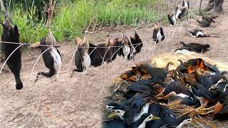 Unbelievable Thread Trap Setup That Works Perfectly! #The_Bird_Kingdom